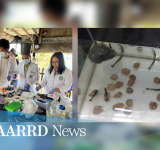 Antiviral protection for shrimp initiated using RNA interference